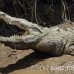 crocodile_american_tar_h_1493_cos2496.jpg